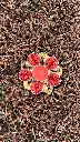 bougie rouge avec bougeoire.webp